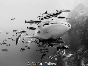 Make Room ... Whale Shark - Rhincodon typus. Sail Rock, T... by Stefan Follows 